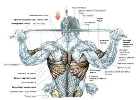 широчайшие мышцы спины гантелями